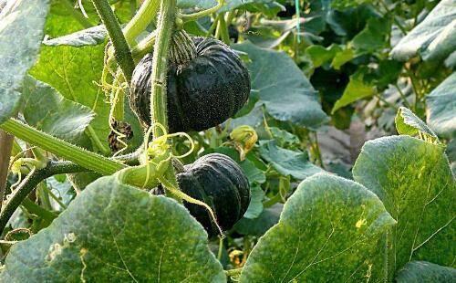 黑瓜吃料是一种植物吗